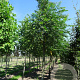 Pterocarya fraxinifolia 30-35 HO draadkluit