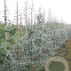 Pyrus salicifolia 'Pendula' 14-16 cm draadkluit geveerd
