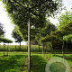 Quercus palustris 12-14 HO draadkluit dakvorm 130x130