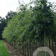 Quercus palustris 16-18 HO draadkluit