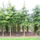 Quercus palustris 20-25 HO draadkluit