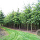 Quercus palustris 20-25 HO draadkluit
