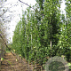 Quercus rob. 'Fastigiate Koster' 14-16 cm draadkluit geveerd