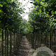 Quercus robur 12-14 HO draadkluit