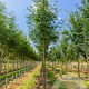 Sorbus aucuparia edulis 12-14 HO draadkluit