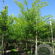 Styphnolobium japonicum 'Regent' 14-16 HO draadkluit