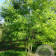 Styphnolobium japonicum 250-300 cm draadkluit meerstammig