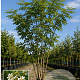 Styphnolobium japonicum 250-300 cm draadkluit meerstammig
