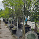 Styphnolobium japonicum 300-350 cm draadkluit meerstammig