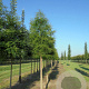Taxodium distichum 25-30 HO draadkluit