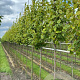 Tilia cordata 'Winter Orange' 14-16 HO draadkluit