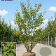 Tilia cordata 'Winter Orange' 200-250 cm draadkluit meerstammig