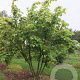 Tilia cordata 'Winter Orange' 200-250 cm draadkluit meerstammig