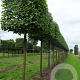 Tilia europaea 'Pallida' 18-20 cm draadkluit kubus 100x100x100