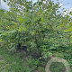 Zelkova serrata 300-350 cm draadkluit meerstammig