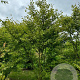 Zelkova serrata 300-350 cm draadkluit meerstammig