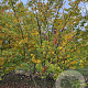 Zelkova serrata 300-350 cm draadkluit meerstammig