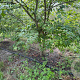 Zelkova serrata 300-350 cm draadkluit meerstammig