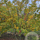 Zelkova serrata 350-400 cm draadkluit meerstammig