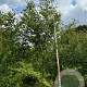 Zelkova serrata 350-400 cm draadkluit meerstammig