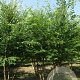 Zelkova serrata 350-400 cm draadkluit meerstammig