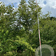 Zelkova serrata 350-400 cm draadkluit meerstammig