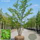 Zelkova serrata 350-400 cm draadkluit meerstammig