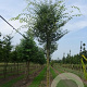 Zelkova serrata Green Vase 16-18 HO draadkluit