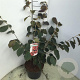 Hamamelis int. 'Diane' 60-80 cm 7,5L