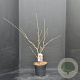 Hamamelis int. 'Diane' 60-80 cm 7,5L