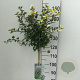 Prunus incisa 'Kojou-no-mai' 120 cm stam 7,5L