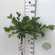 Prunus subh. 'Autumnalis Rosea' 60 cm stam 5,0L