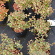Abelia grandifl. Magic Daydream 20-30 cm 3,0L