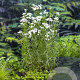 Achillea ptarmica GM  P11