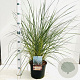 Ammophila arenaria 30-40 cm 4,0L