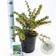 Berberis buxifolia 'Nana' 25-30 cm 2,0L