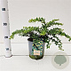 Berberis frikartii 'Amstelveen' 25-30 cm 2,0L