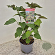 Clerodendrum trichotomum 35-40 cm 3,0L