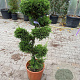 Cupressocyparis leylandii pompom container