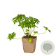 Geranium pratense GM  P11