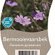 Geranium pyrenaicum GM  P11