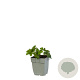 Geranium Rozanne GM  P11
