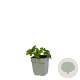 Geranium Rozanne GM  P11