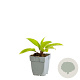 Hosta 'Purple Heart' GM  P11