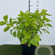 Hydrangea a. 'Annabelle' 40-50 cm 3,0L