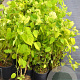 Hydrangea a. 'Annabelle' 40-50 cm 3,0L