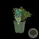 Mentha spicata GM  P11