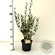 Phillyrea angustifolia 25-35 cm 2,0L