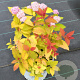 Spiraea Double Play Big Bang 25-35 cm 3,0L