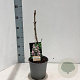 Syringa v. Beauty of Moscow 30-40 cm 2,0L